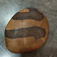 数学杨老师